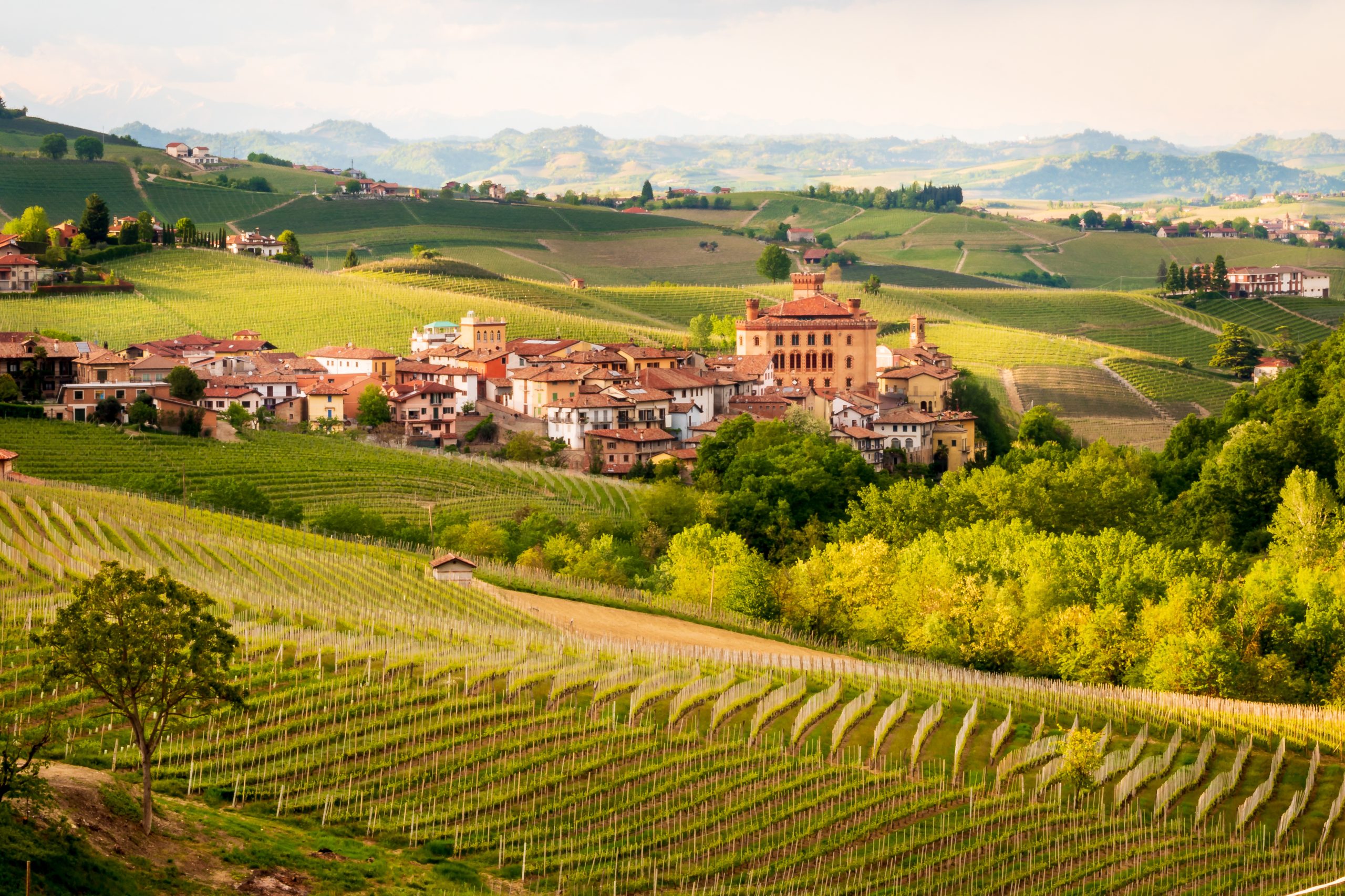 Vineyards of Barolo